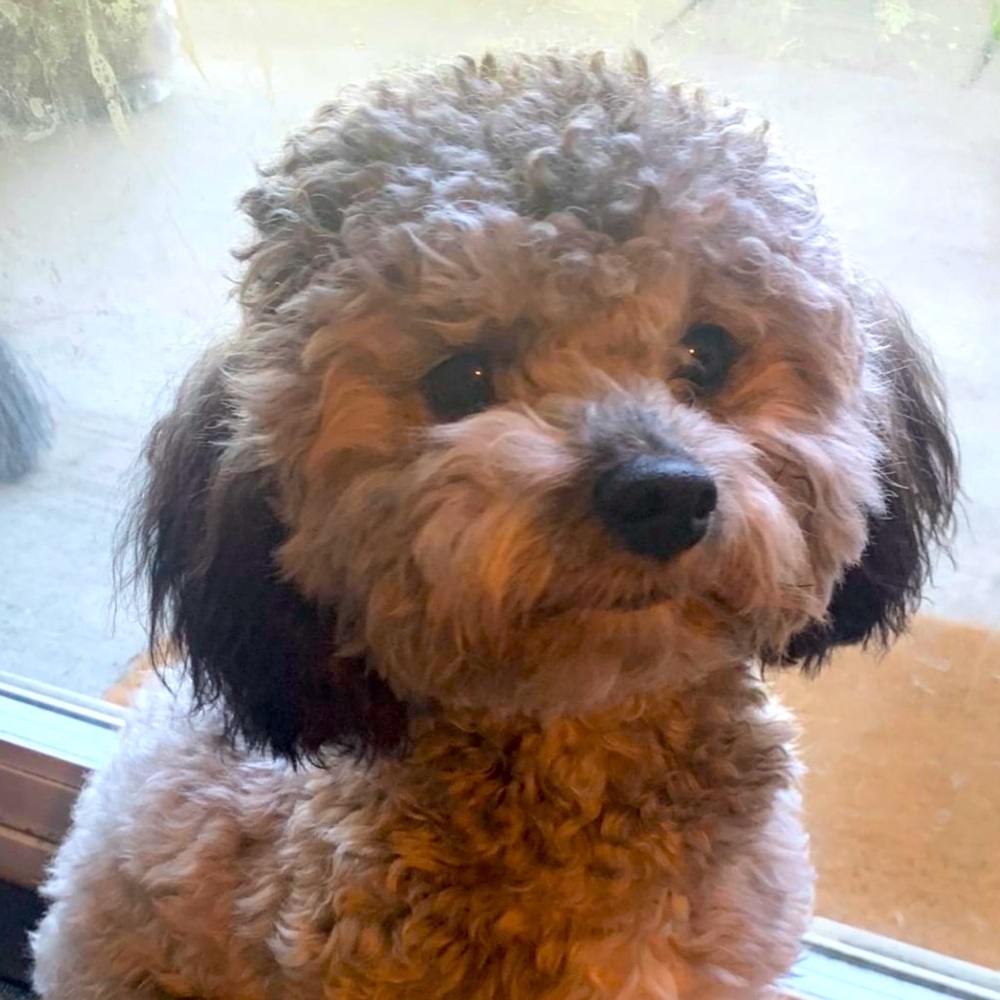 Meet your Posher, Amor